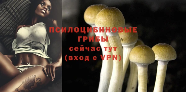 стаф Богданович