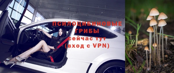 стаф Богданович